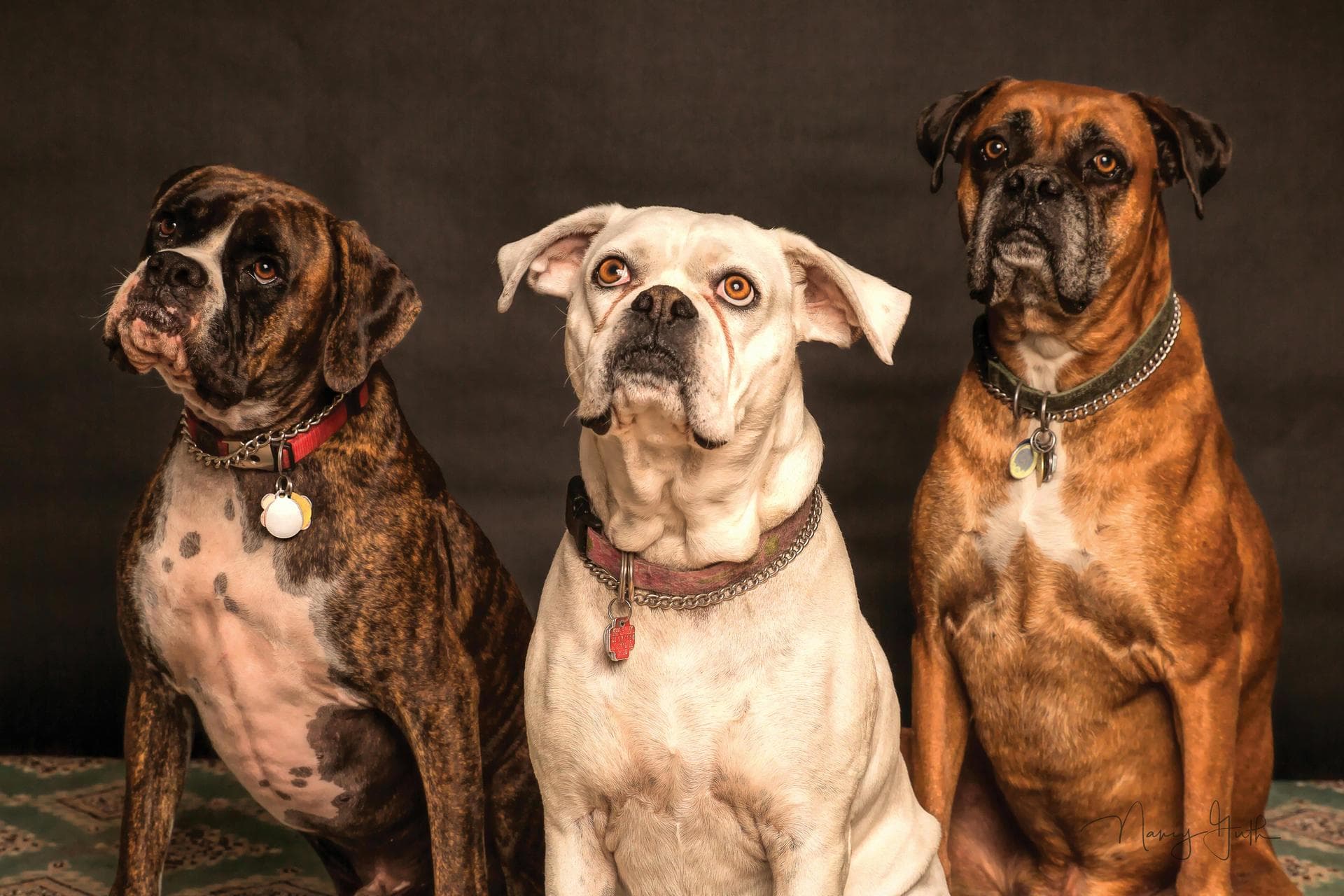 Emergency Vets in Cheyenne