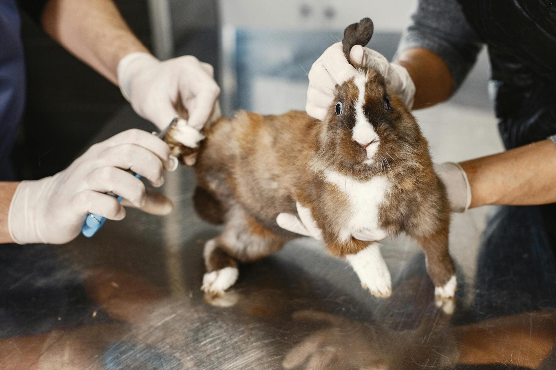 Specialist Vets in Cheyenne